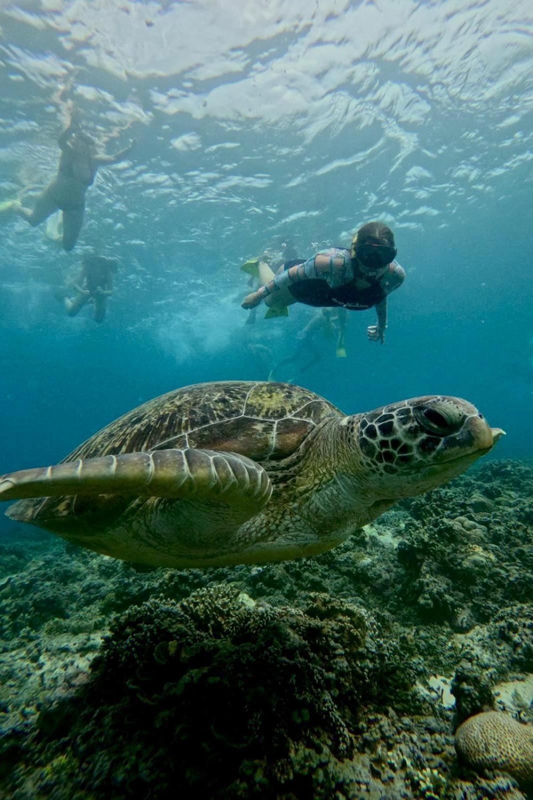 Tipsea Turtle Rooftop Hostel Gili Trawangan Exterior foto
